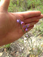 Image of Texas toadflax