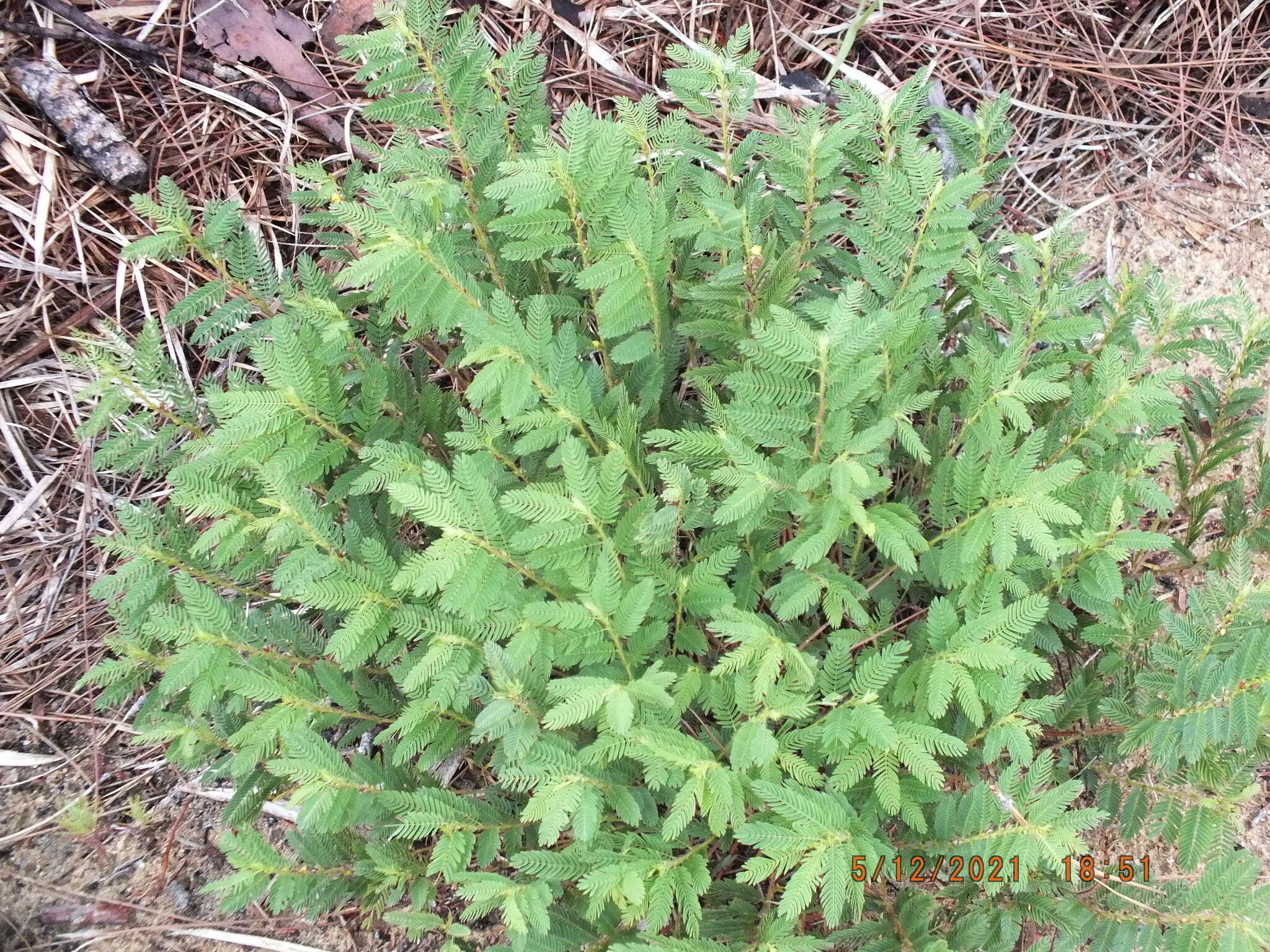 Chamaecrista nictitans var. aspera (Elliott) Torr. & A. Gray的圖片