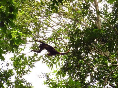 Image of Black and Red Howler