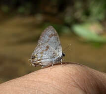 Image of Hypolycaena othona