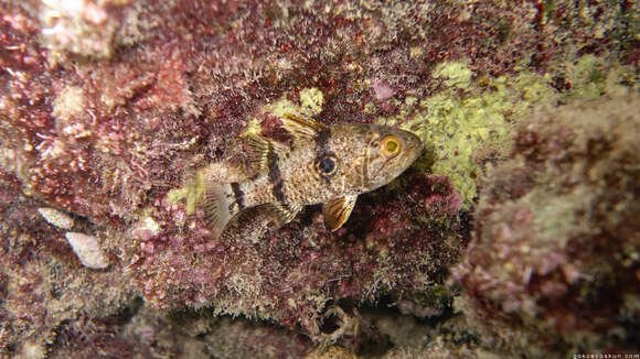 Image of Bullseye cardinalfish