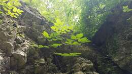 Image of American spikenard