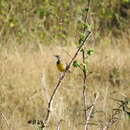 Image of Sturnella magna hippocrepis (Wagler 1832)