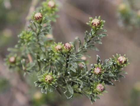 Imagem de Baccharis ramiflora A. Gray