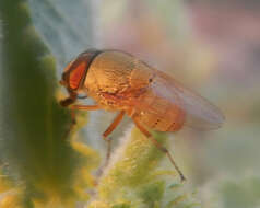 Stomorhina pallida Malloch 1927 resmi