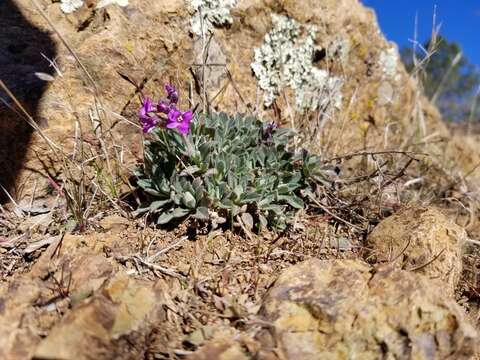 Image de Boechera breweri subsp. breweri