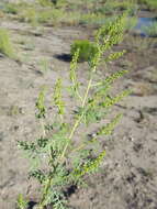 Image of flatspine bur ragweed