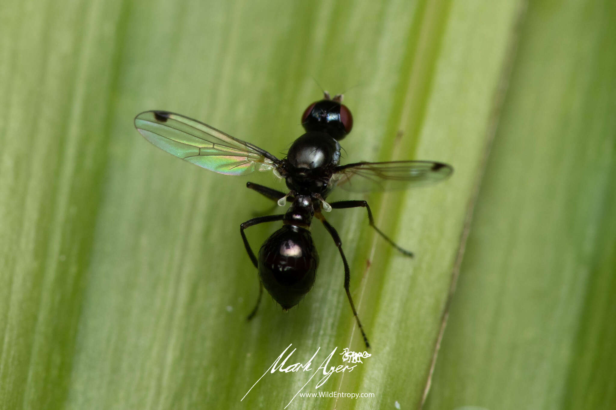 Parapalaeosepsis plebeia (Meijere 1906)的圖片