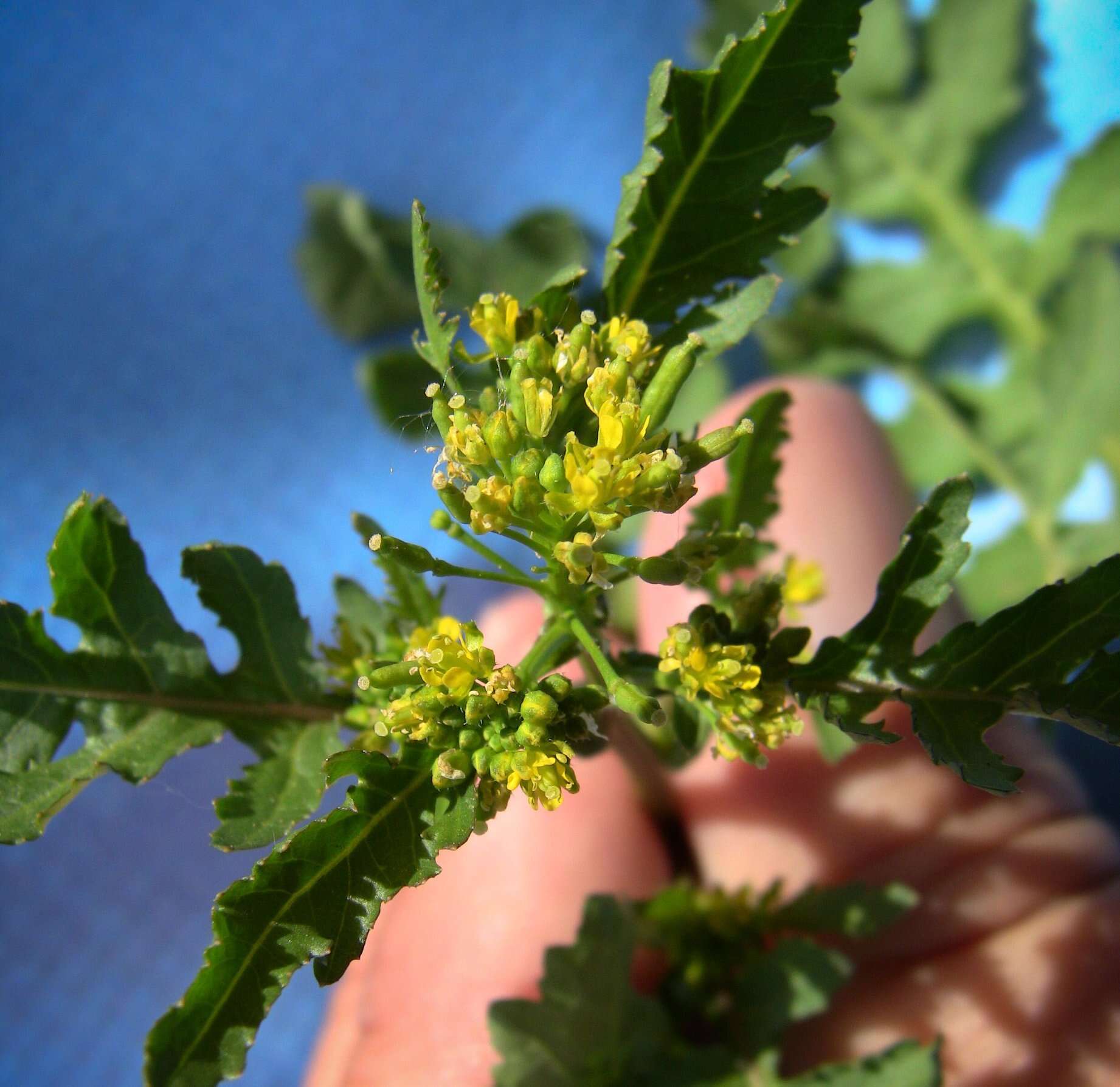 Image of northern marsh yellowcress