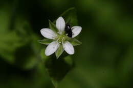 Слика од Moehringia trinervia (L.) Clairv.