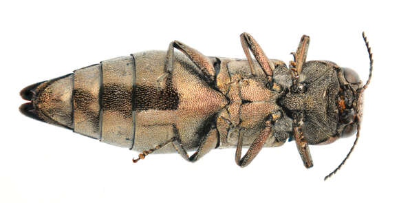 Image of Metallic wood-boring beetle