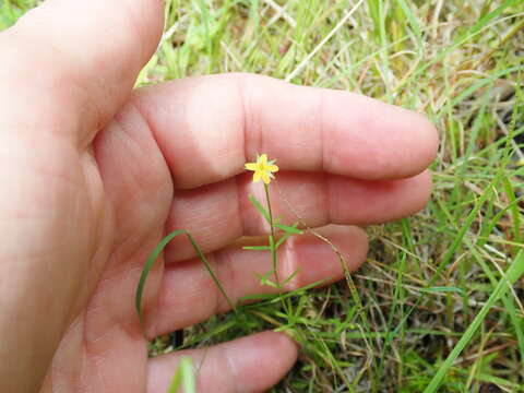 Image de Hypericum canadense L.