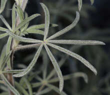 Image of Dedecker lupine