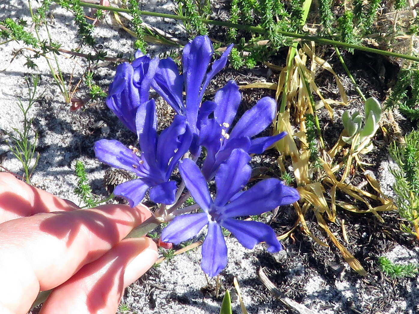 Слика од Agapanthus africanus (L.) Hoffmanns.