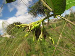 Image de Oxypetalum appendiculatum Mart.