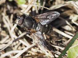 Image of Black-based cluster fly