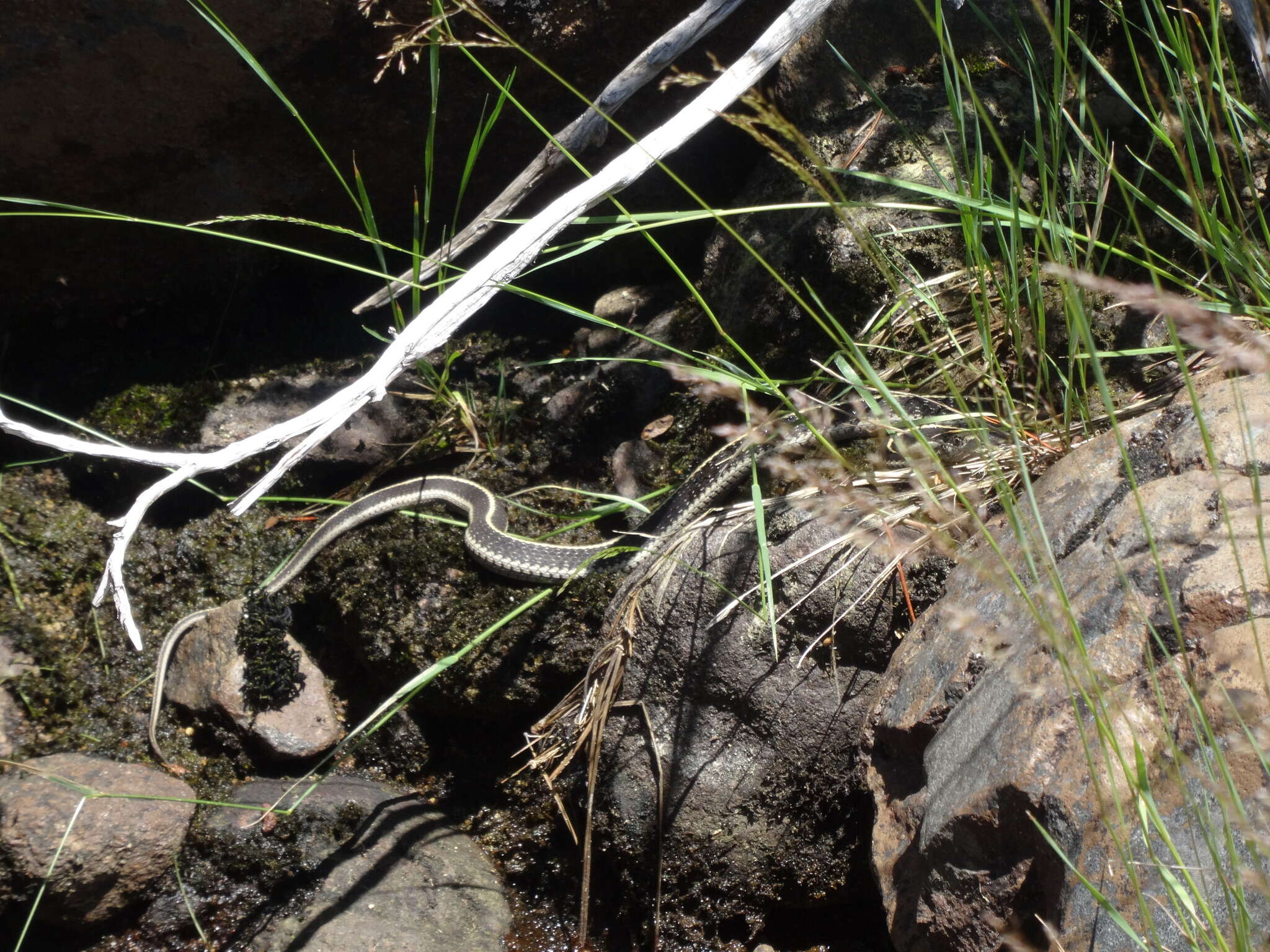 Image of Thamnophis elegans elegans (Baird & Girard 1853)