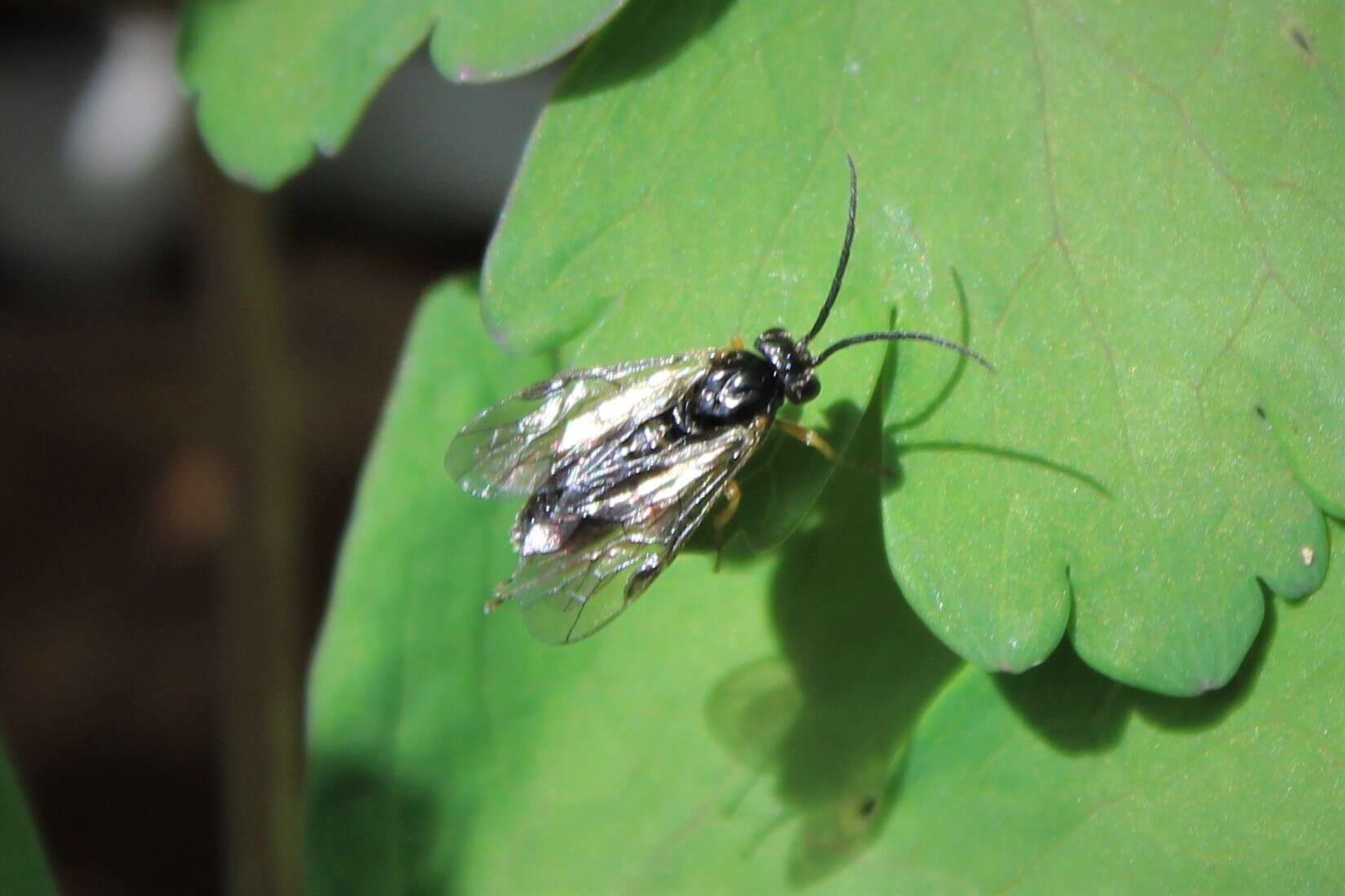 Image of Pristiphora rufipes Serville 1823