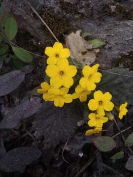 Plancia ëd Primula floribunda Wall.