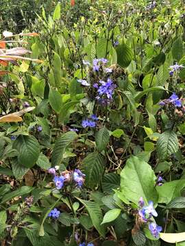 Image de Eranthemum pulchellum Andr.