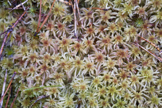 Image de Sphagnum russowii Warnstorf 1886