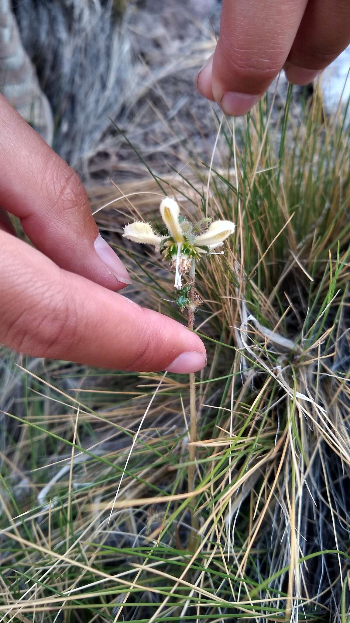 Image of Blumenbachia dissecta (Hook. & Arn.) Weigend & Grau