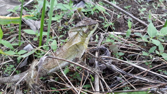 Image of Keeled Helmeted Basilisk