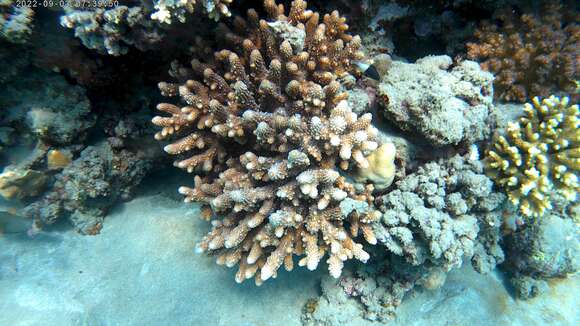 Image of Finger Coral