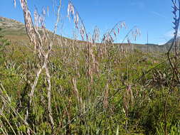 Image of Thamnochortus cinereus H. P. Linder