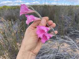 Imagem de Gladiolus caryophyllaceus (Burm. fil.) Poir.