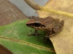 Image of Paulo's Robber Frog