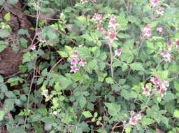 Sivun Rubus parvifolius L. kuva