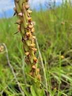 Image of Disa versicolor Rchb. fil.