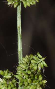 Image of <i>Setaria <i>verticillata</i></i> var. verticillata