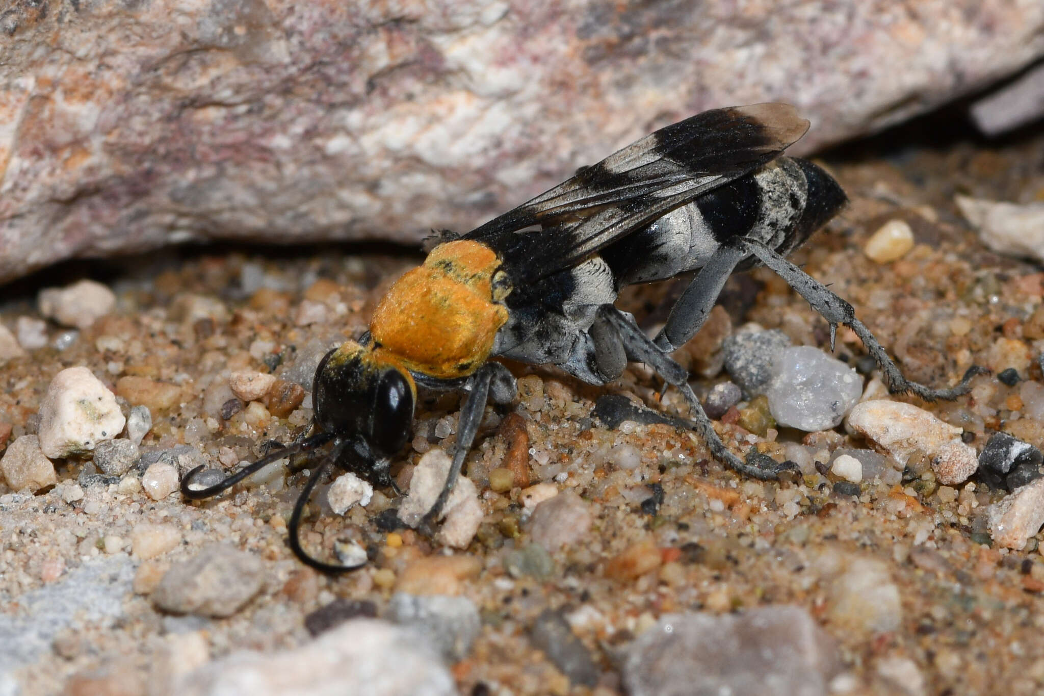 صورة Psorthaspis formosa (Smith 1862)