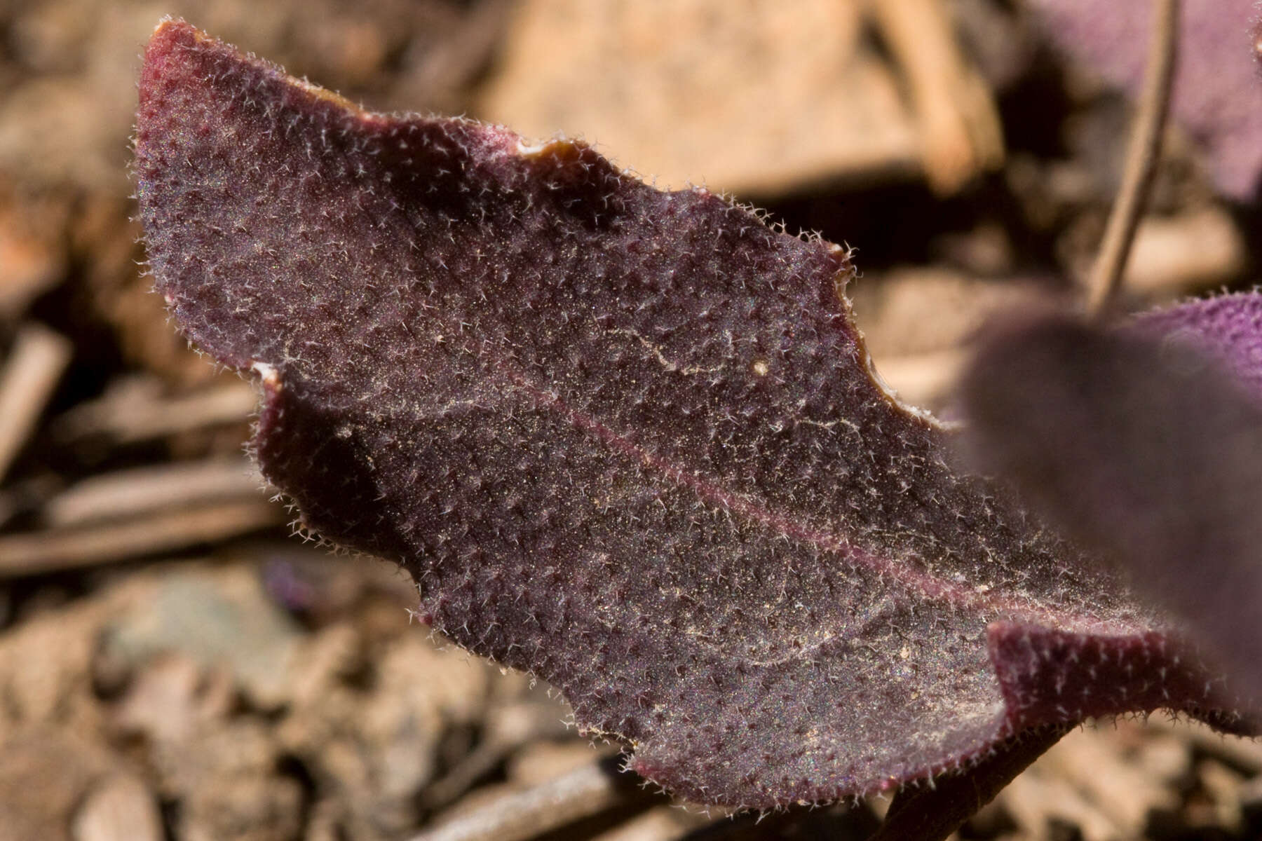 Image of Flagstaff rockcress