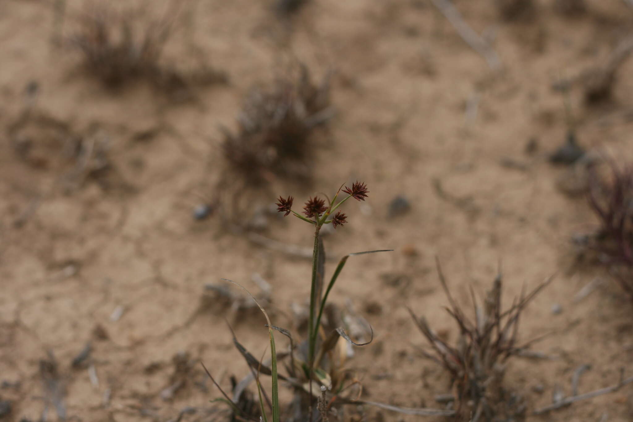 Image of Cyperus tabularis Schrad.