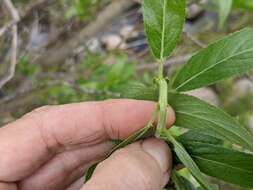 Image de Salix lucida subsp. caudata (Nutt.) G. W. Argus