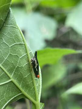 Image of Polyglypta costata Burmeister