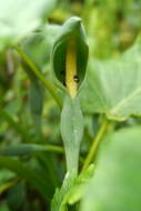 Alocasia odora (G. Lodd.) Spach resmi