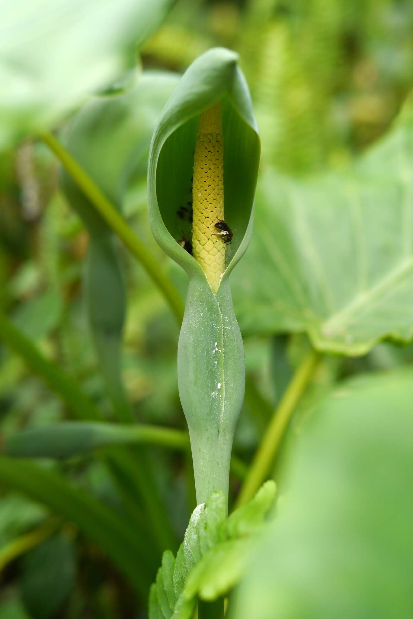 Alocasia odora (G. Lodd.) Spach resmi