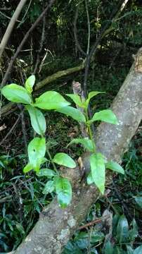 Image of Vangueria lasiantha (Sond.) Sond.