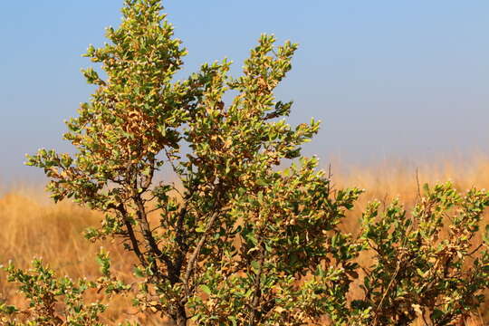 Image of Lopholaena coriifolia (Sond.) Phillips & C. A. Smith