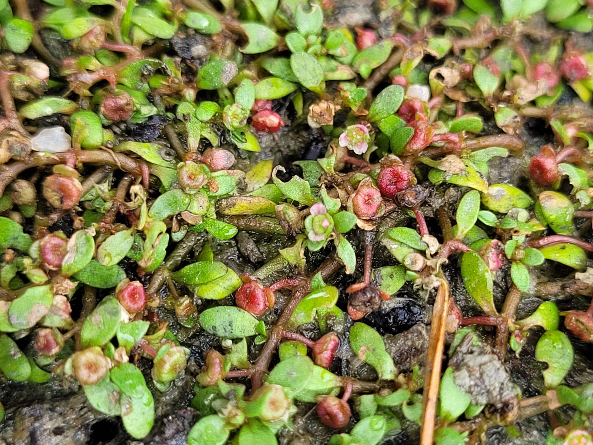 Image of Elatine hexandra (Lapierre) DC.