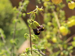 Image of Tinnea rhodesiana S. Moore