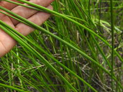 Image of Chorizandra sphaerocephala R. Br.