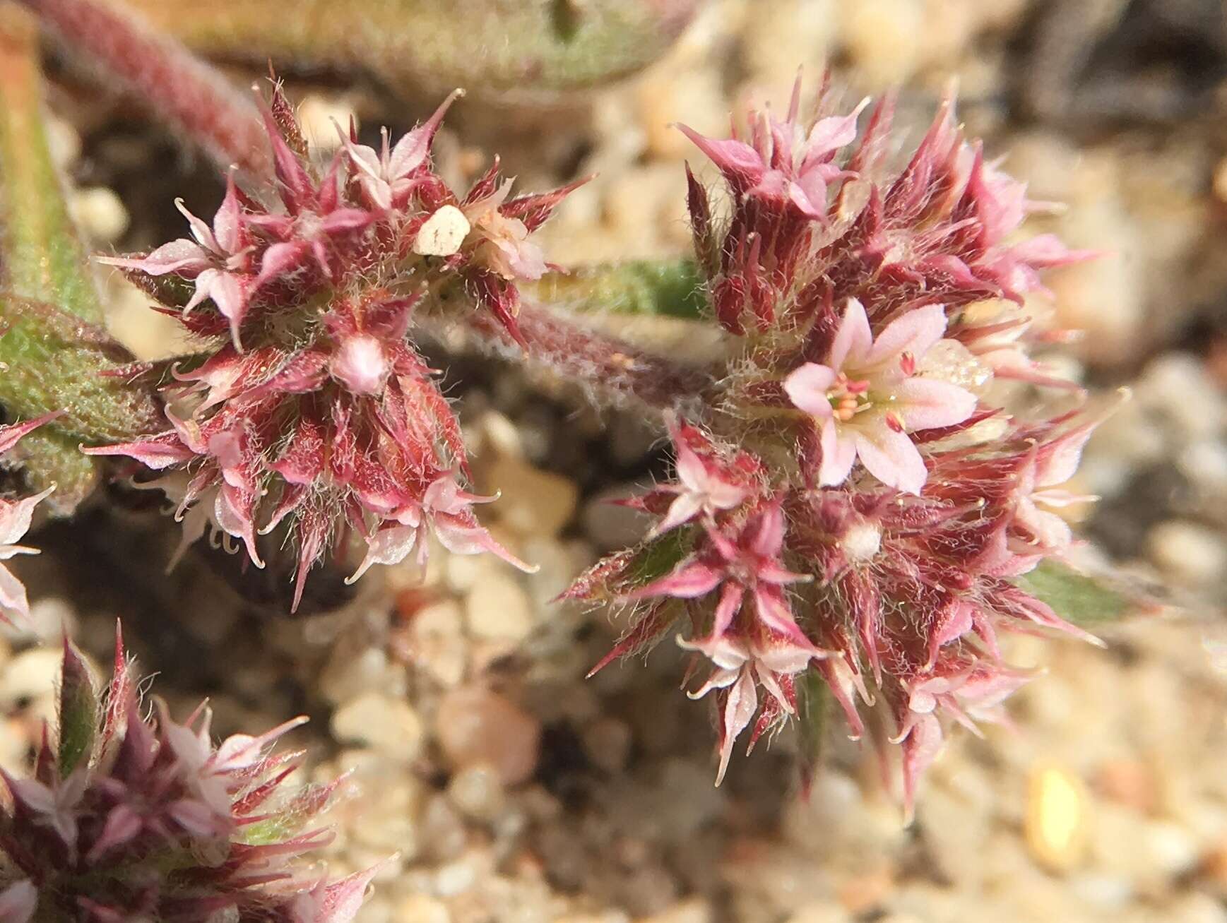 Image of Monterey spineflower