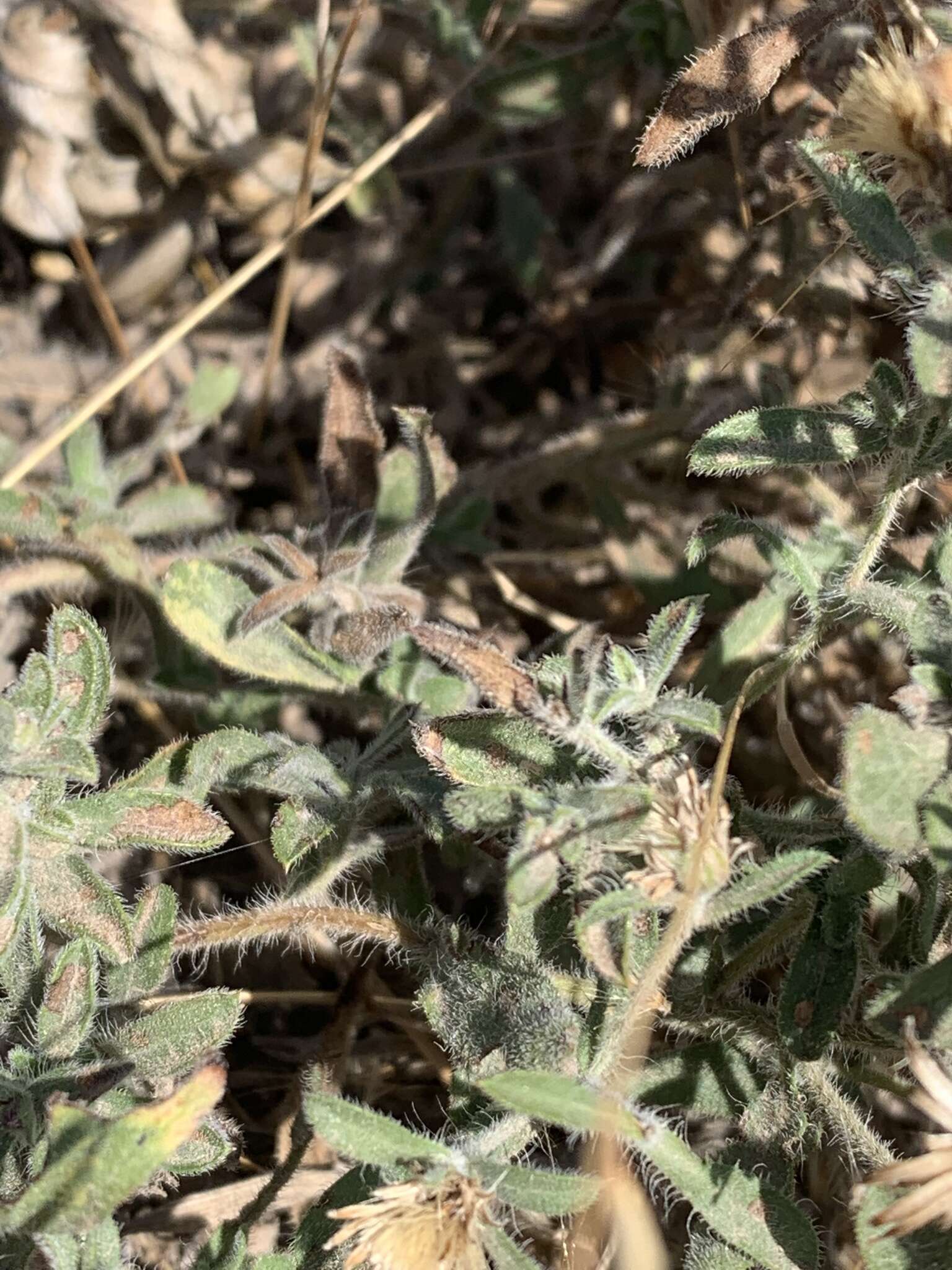 Image of Spokane false goldenaster