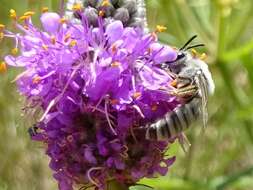 Image of Colletes susannae Swenk 1925