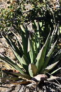 Agave glomeruliflora (Engelm.) A. Berger的圖片